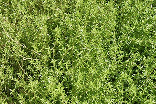 WASSERPFLANZEN WOLFF - Crassula recurva - Nadelkraut, weiß - winterhart - heimisch - QUALITÄTSSTAUDE durchwurzelt im 9x9 cm Topf