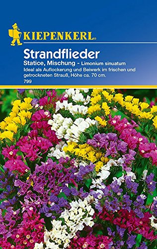 Strandflieder: Statice, Mischung, Limonium sinuatum - 1 Portion