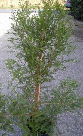 Sumpfzypresse Taxodium distichum 80-100 cm hoch im 5 Liter Pflanzcontainer