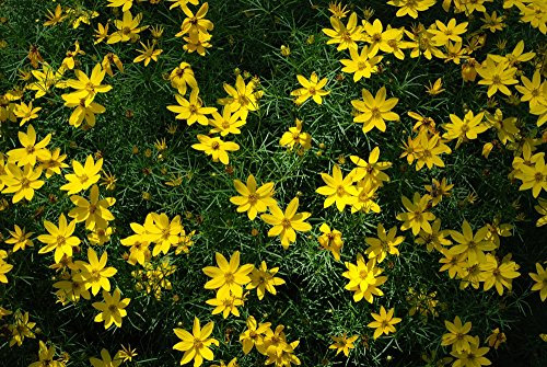 Bidens Golden Eye 40 Seeds - Blooms for 5 Months!
