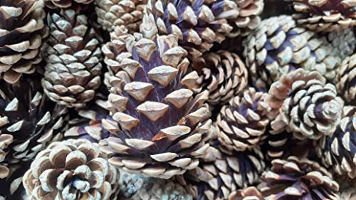 100 Pine Cones, Mixed Sizes 4-7cm: Natural, Open and Dried - Professional Quality