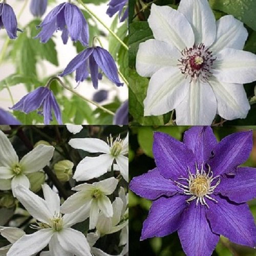 4 Clemátides - Azul-blanca - Compre 4 plantas y pague 3 - Clemátide Snowdrift (Perenne)/Macropetala/Miss Bateman/The President - Perenne y resistente | 4 macetas de 1,5 litros