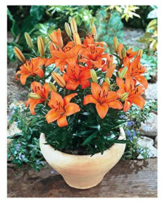 GARTHWAITE NURSERIES® : - UK Stockist : - 3 Orange Pixie Dwarf Lily Bulbs for Patio & Pots Highly Fragrant Garden Perennial
