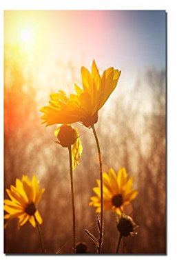 Paul Sinus Art 120x80cm - WANDBILD Blume Blüte Sonnenaufgang Frühling - Leinwandbild auf Keilrahmen modern stilvoll - Bilder und Dekoration