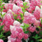 50 semillas de vainilla fresa hortensia de flores para plantar en maceta o planta fácil de cultivar semillas de flores como bonsái o árbol