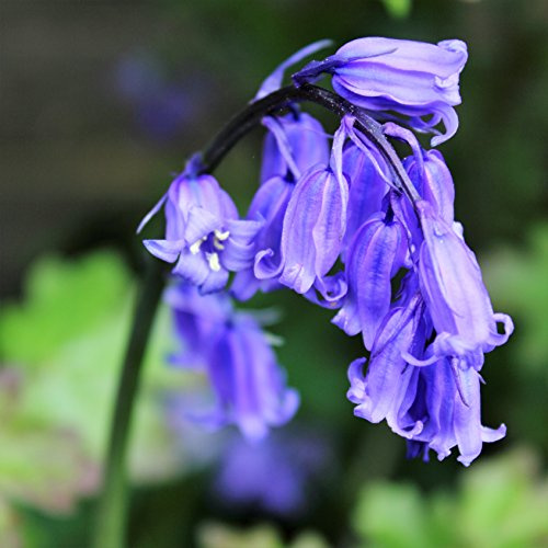 Cultivated English Bluebells x 50 Flower Bulbs Size 6/7 Pretty Spring Bulbs
