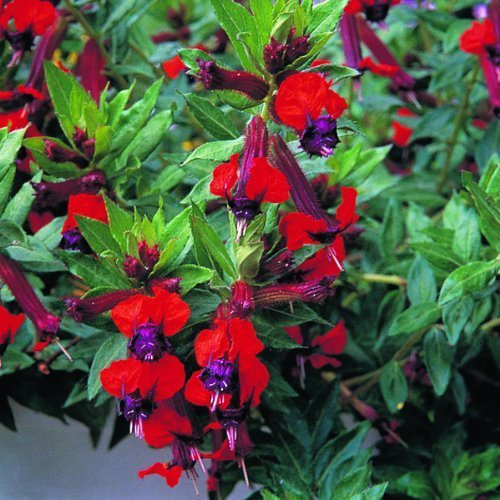 Pack x6 Cuphea 'Tiny Mice' Summer Bedding & Basket Plug Plants