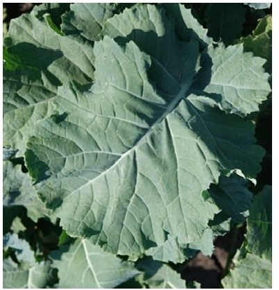 50 seeds PREMIER Kale Compact Vigorous Leaves up to 1' long! Cold hardy Heirloom