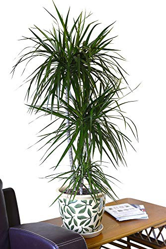 Planta de interior - Planta para la casa o la oficina -Dracaena marginata - Árbol del dragón de Madagascar - 1,4 metros