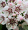 Berglorbeer Peppermint 20-25cm - Kalmia latifolia