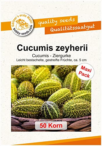 Ziergurkensamen C. zeyherii 50 Korn