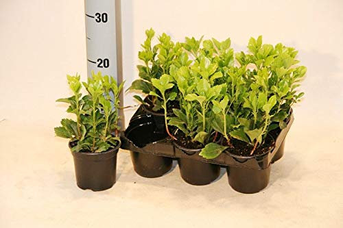 Bodendecker Pachysandra terminalis 250 St.