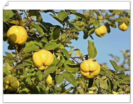 Media Storehouse Autumn Apple Quince Print - Baden-Wuerttemberg, Germany - Print 10x8 (25x20cm) (5291227)