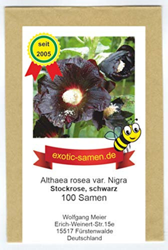 Schwarze Stockrose – Schwarze Malve - Bienenweide - Zier- / Arzneipflanze – Althaea (Alcea) rosea var. Nigra – 100 Samen