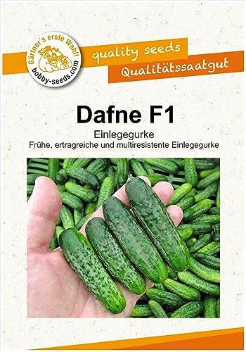 Gurkensamen Dafne F1 Einlegegurke Portion