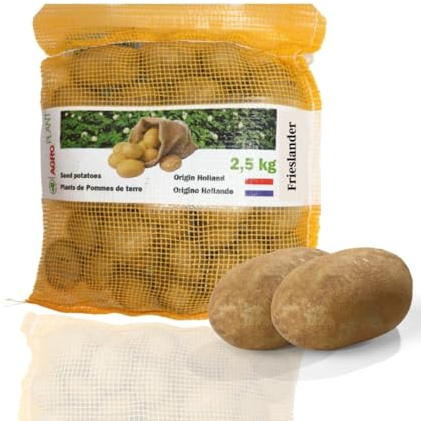 Pflanzkartoffeln, Sorte: Frieslander (Frühkartoffel), 2,5 kg (ca. 30 Stück), festkochend, Premium Saatkartoffeln, Zertifiziertes Pflanzgut, das Original vom Fachmann