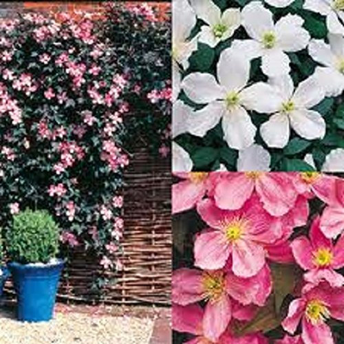 LOT OF 3 MIXED CLEMATIS CLIMBING PLANTS FAST GROWING IN 9 CM SIZED POTS