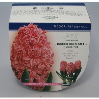 Indoor Bulb Gift Hyacinth Pink