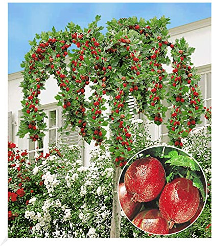 BALDUR Garten Stachelbeer-Stämmchen 'Captivator',1 Stamm, bequem ernten, ohne sich zu stechen, robust, wuchsfreudig & ertragreich, winterhartes Obst-Stämmchen