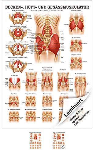 Sport-Tec Gesäss, Hüfte u. Beckenmuskulatur Mini-Poster Anatomie 34x24 cm med. Lehrmittel