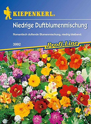 Kiepenkerl, Niedrige Duftblumen-Mischung, Duftblumen für den Steingarten