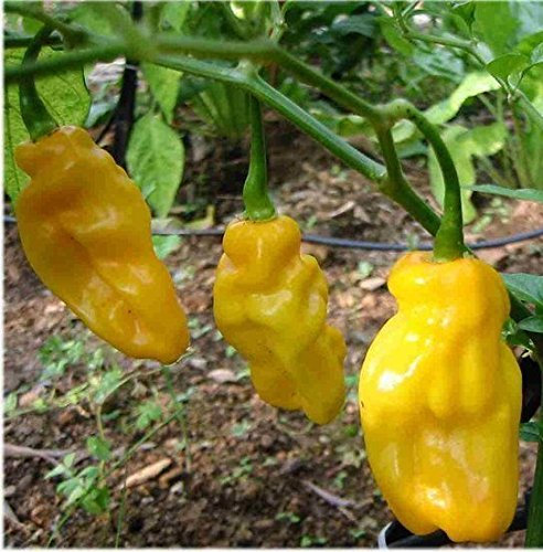 10 Graines de Piment Habanero jaune (gelb) – piment classique et répandu