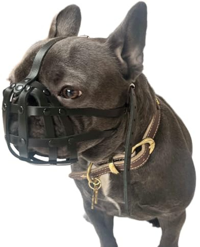 Hundnos för fransk bulldog Frenchies