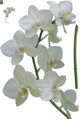 Brewster PL160820 Sticker mural Motif orchidée Aglae