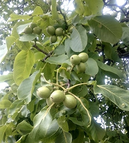 Mayette Walnuss, Walnussbaum Buschbaum, Juglans regia, Obstbaum winterhart, Walnuss braun, im Container, 80 - 100 cm