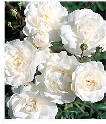 BALDUR Garten Weiße Rose 'Sea Foam', 1 Pflanze, Bodendeckerrose winterhart, mehrjährig, blühend, duftend, Rosa Hybride, robuste Rose, schnellwachsend, viele Blüten