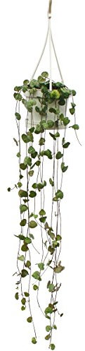 Exotenherz Zimmerpflanze zum Hängen Ceropegia woodii Leuchterblume 10cm Ampel