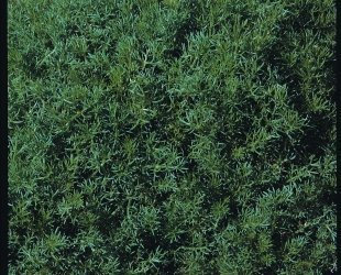 Just Seed Herb - Chamomile Lawn/Roman - Chamaemelum nobile- 5000 Seeds