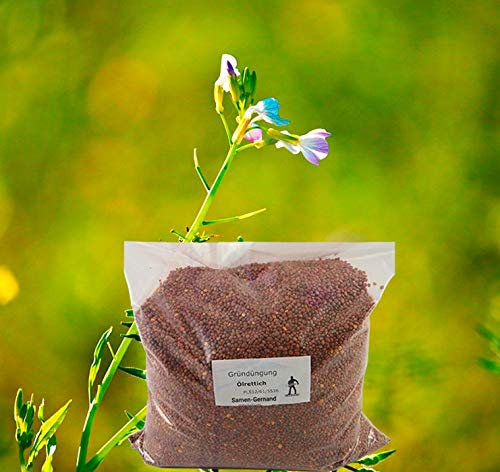 Ölrettich Gründüngung 2000 g Frische Saat Zwischenfrucht