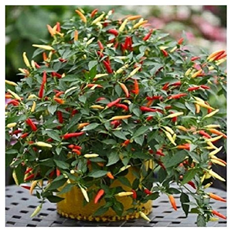 PREMIER SEEDS DIRECT - HOT Chilli Pepper - Basket of FIRE F1-10 Finest Seeds