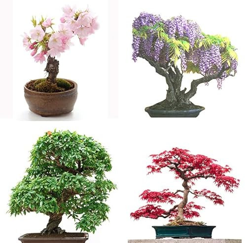 Seedeo® Bonsai Anzuchtset deluxe Best of (Japanische Blüten- und Zierkirsche, Blauregen,Zwerg-Granatapfel, Roter Fächerahorn,Japanische Kamelie)