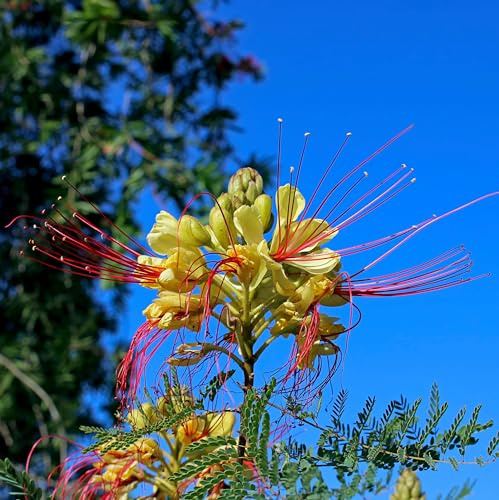 Seedeo Paradiesvogelbusch (caesalpinia gilliesii) 10 Samen