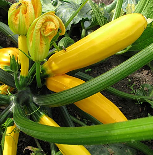 Seedeo® Zucchini Gold Rush (Cururbita pepo L.) 20 Samen BIO
