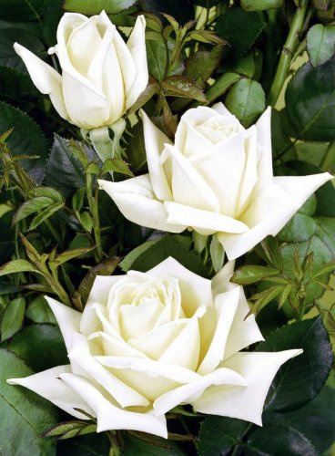 Edelrose Polarstern ® Containerrosen im großen 7,5 Liter Topf