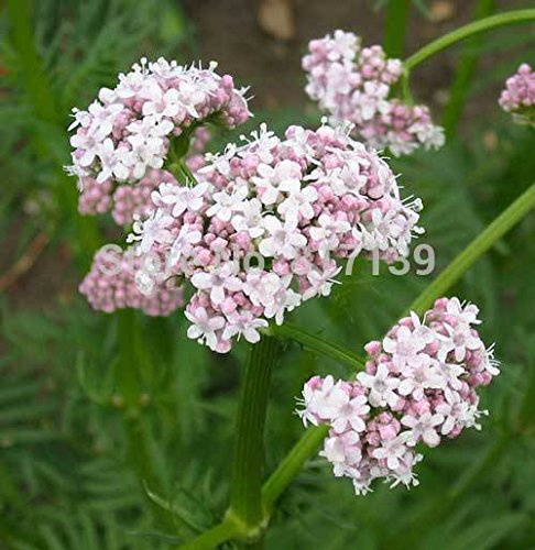 Jardin des Plantes 50 Graines valériane, Valeriana officinalis Legevendelrot, Jardin Heliotrope Guérir Seeds Tous Herb Fleur Livraison gratuite
