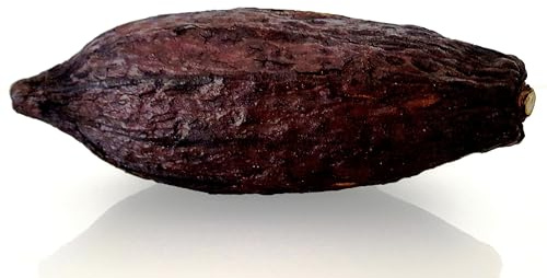 CleanPrince 1 st. äkta hel kakaoskatt medium längd ca 11–13 cm, höjd ca 5–9 cm, kakaofrukt kakaobönor kakao, torkad, chokladbrun, dekoration, dekorativa frukter