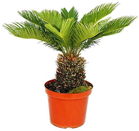 Cycas revoluta Japanischer Palmfarn 28cm Topf