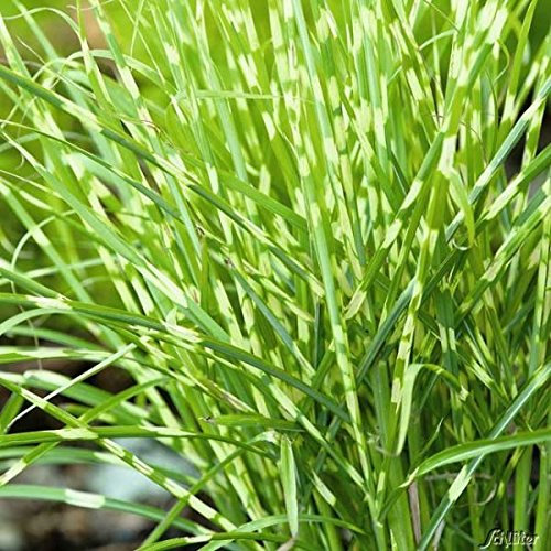 Zebragras 'Zebrinus' - Miscanthus sinensis - Quer gestreiftes Schilf im Topfballen