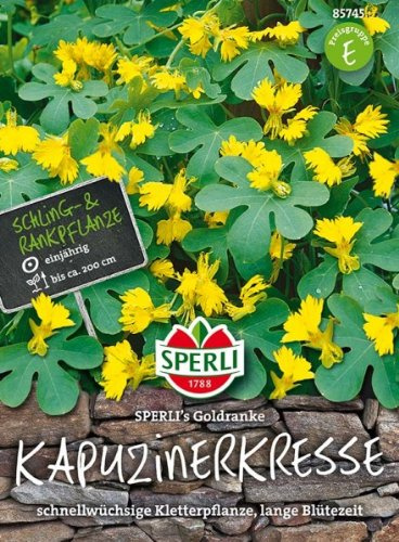 Kanarische Kresse (Kapuzinerkresse) SPERLI'S Goldranke