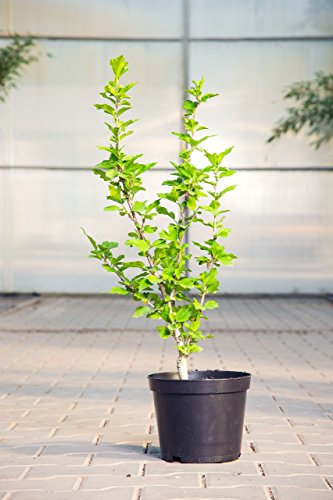 Hibiscus syriacus 'Woodbridge' 40–60 cm – Winterhart, Mehrjährig, Pflegeleicht – Garteneibisch – Zierstrauch für Garten & Kübel