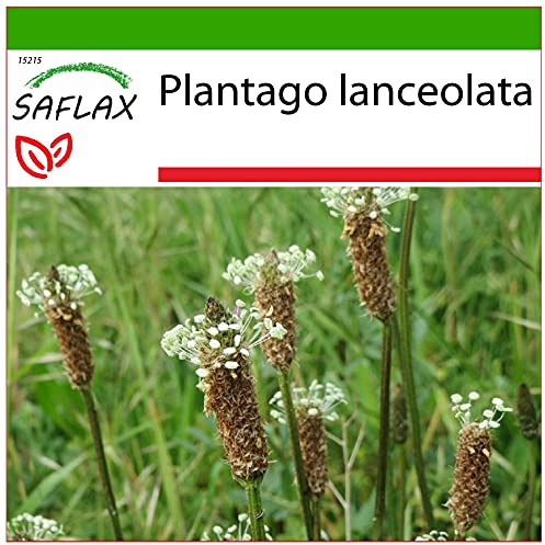 SAFLAX - Piantaggine - 100 semi - Con substrato - Plantago lanceolata