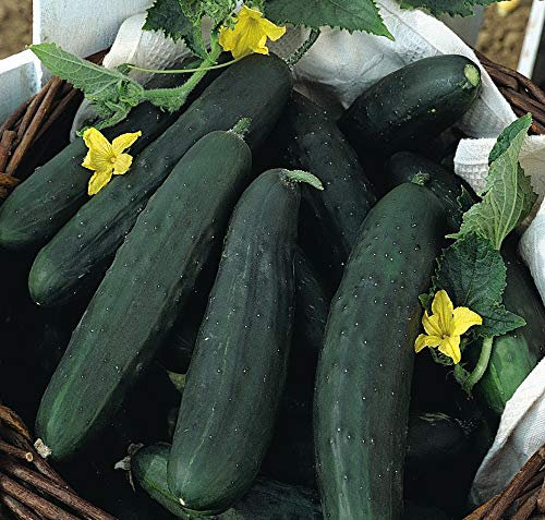 Thompson & Morgan - Vegetables - Cucumber Burpless Tasty Green - 10 Seed