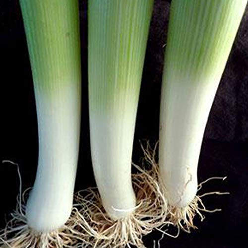 Organic American Flag Leek Seeds - 1 g ~375 Seeds - Non-GMO, Open Pollinated, Heirloom, Vegetable Gardening Seeds