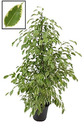 Ficus Benjamina Golden King 130-150 cm – Pflegeleichte Zimmerpflanze mit Goldfarbenen Blättern, Indoor-Pflanze für Wohnräume