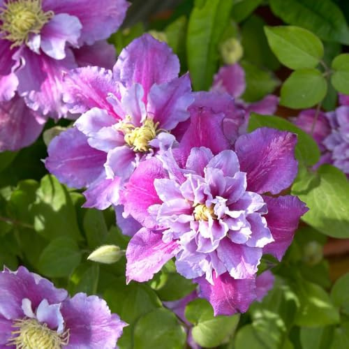 Piilu Clematis Vine - Heaviest Blooming Clematis - 2.5 Pot - Little Duckling