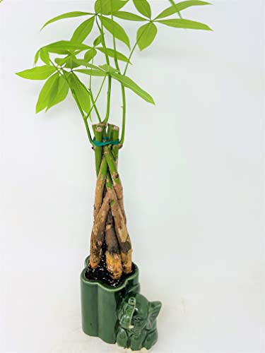 Jmbamboo - Live 10-12 Money Tree Bonsai-and elephant ceramic pot.